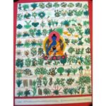 MEDICINAL THANGKA